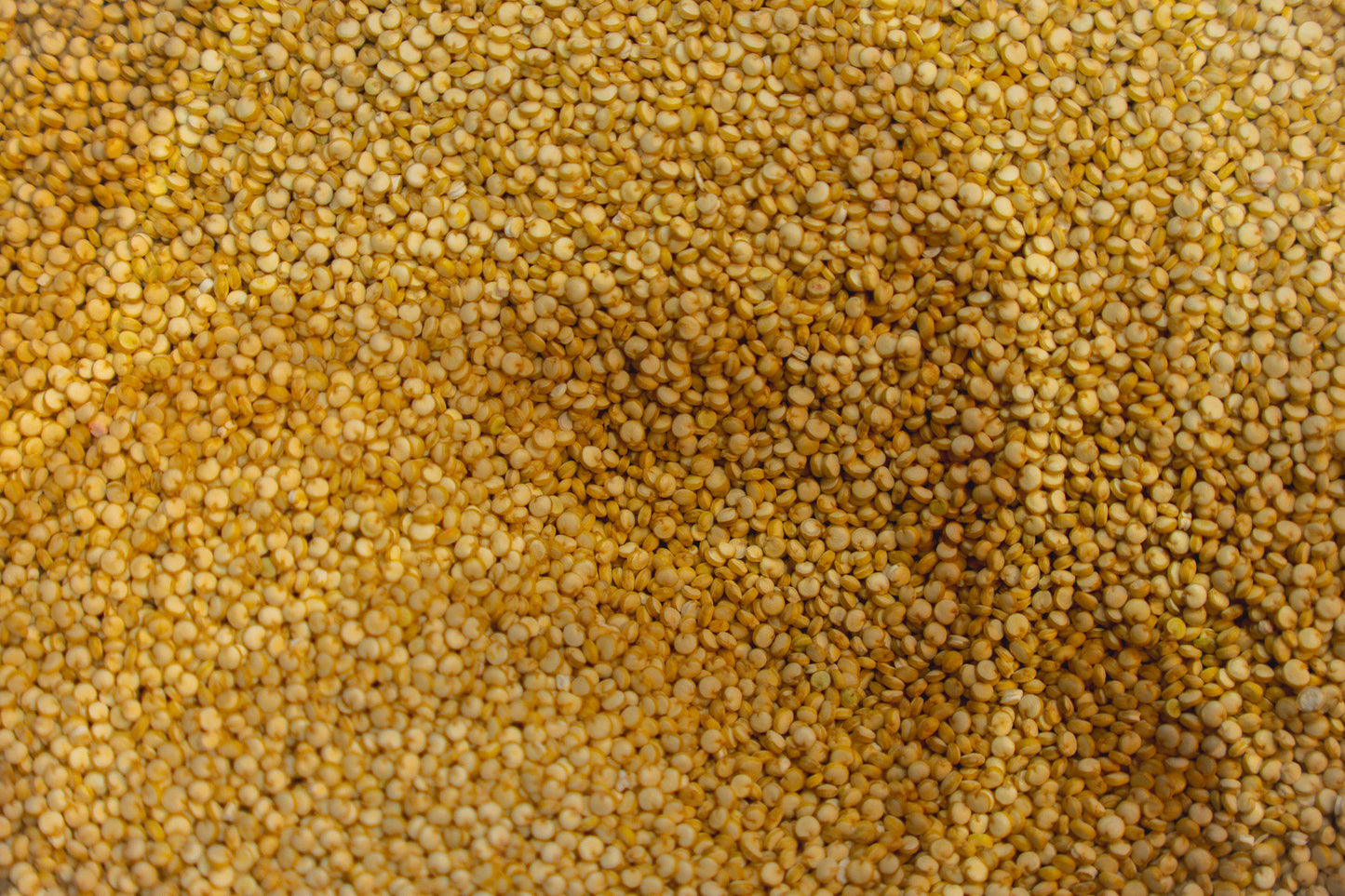 Quinoa