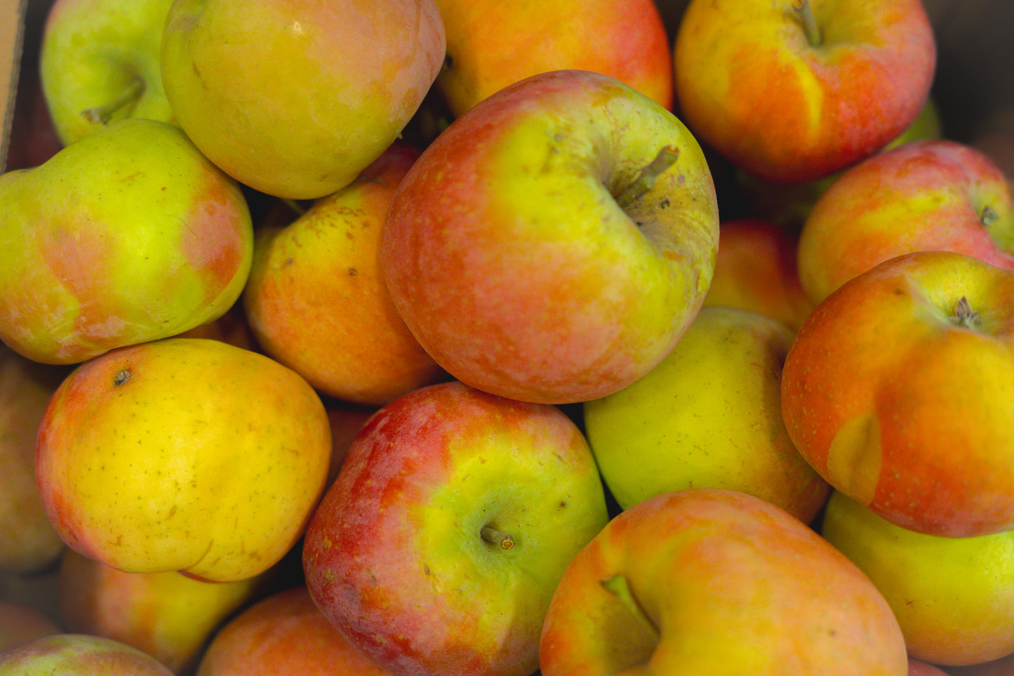Manzana Gala Eco